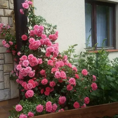 Jodłowy *